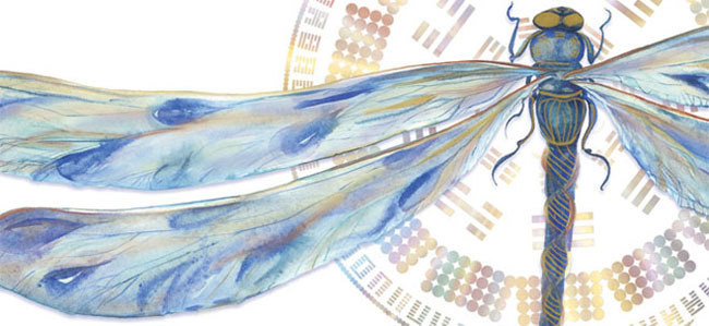 Gene Keys Ambassador Dragonfly